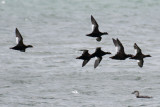 29-Oct-08 White-Winged Scoters in flight off Plum Island.jpg