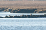 3-Dec-08 Distant Snowy Owl on rocks.jpg