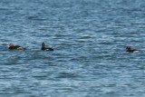 3-Dec-08 White-Winged Scoters.jpg