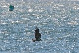 14-Jan-09 Bald Eagle with prey.jpg