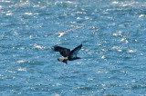 14-Jan-09 Bald Eagle chased by Great Black-Backed Gull.jpg