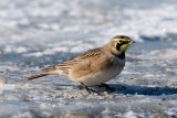 14-Jan-09 Horned Lark.jpg