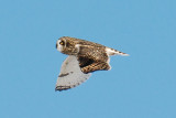 14-Jan-09 Short-Eared Owl 4.jpg