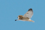 14-Jan-09 Short-Eared Owl 5.jpg