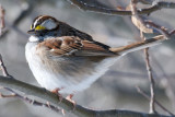 14-Jan-09 White-Throated Sparrow.jpg