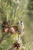 14-Jan-09 White-Winged Crossbill.jpg