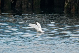 Ivory Gull feeding, Gloucester Harbor (viewed from Horton St., Rocky Neck).jpg