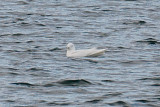 Ivory Gull, Gloucester, MA.jpg