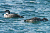 Common Loons, Gloucester, MA.jpg