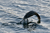 Great Cormorant diving (what a leap!), Granite Pier, Rockport, MA.jpg