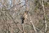 5-Feb-09 Imm Bald Eagle Perched.jpg