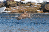 5-Feb-09 Imm Bald Eagle fishing 5.jpg