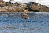5-Feb-09 Imm Bald Eagle fishing 4.jpg