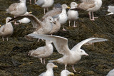 18-Feb-09 Glaucous Gull etc.jpg