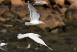 18-Feb-09 Glaucous Gull flying.jpg