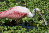 Roseate Spoonbill, Corkscrew Swamp Sanctuary, FL.jpg