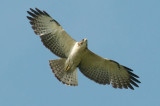 Short-Tailed Hawk, Everglades NP, FL.jpg