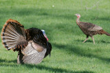 Wild Turkey pair, Castle Hill, Ipswich, MA
