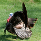 Wild Turkey tom displaying, Castle Hill, Ipswich, MA