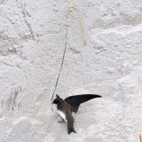 Bank Swallow with eelgrass, Cranes Beach, Ipswich, MA.jpg