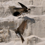 Bank Swallows, Cranes Beach, Ipswich, MA 2.jpg