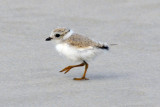 Piping Plover chick 6-25-09