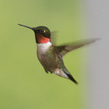 Ruby-Throated Hummingbird, Fundy Trail, NB 2.jpg