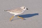 Piping Plover 8-27-09