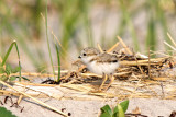 Piping Plover chick 5-31-10