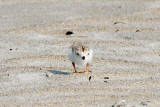 Piping Plover chick and bug! 5-31-10