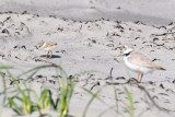 Piping Plover chick and parent 5-21-10