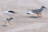 Piping Plover chick and piping parent 5-31-10