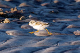 Piping Plover chick on the run 6-15-10