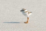 Piping Plover chick standing 5-31-10