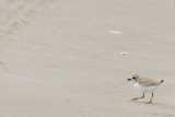 Piping Plover chick 6-21-10
