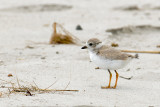 Piping Plover chick 6-21-10