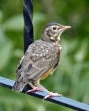 American Robin fledgling