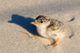 Least Tern chick 1-Jul