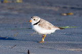 Ipswich Piping Plover banded in the Bahamas