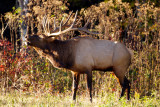 Bull Elk bugling