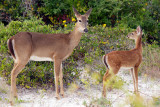Bambi and Mom