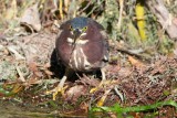 Green Heron