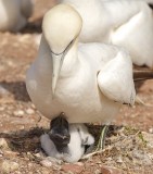 Northern Gannet parent and chick 3