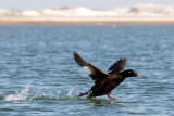 White-Winged Scoter takeoff