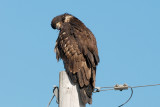 juvenile Bald Eagle