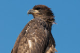 juvenile Bald Eagle close-up