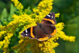 Red Admiral on goldenrod