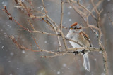 American Tree Sparrow