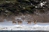 White-Tailed Deer