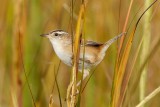 Marsh Wren